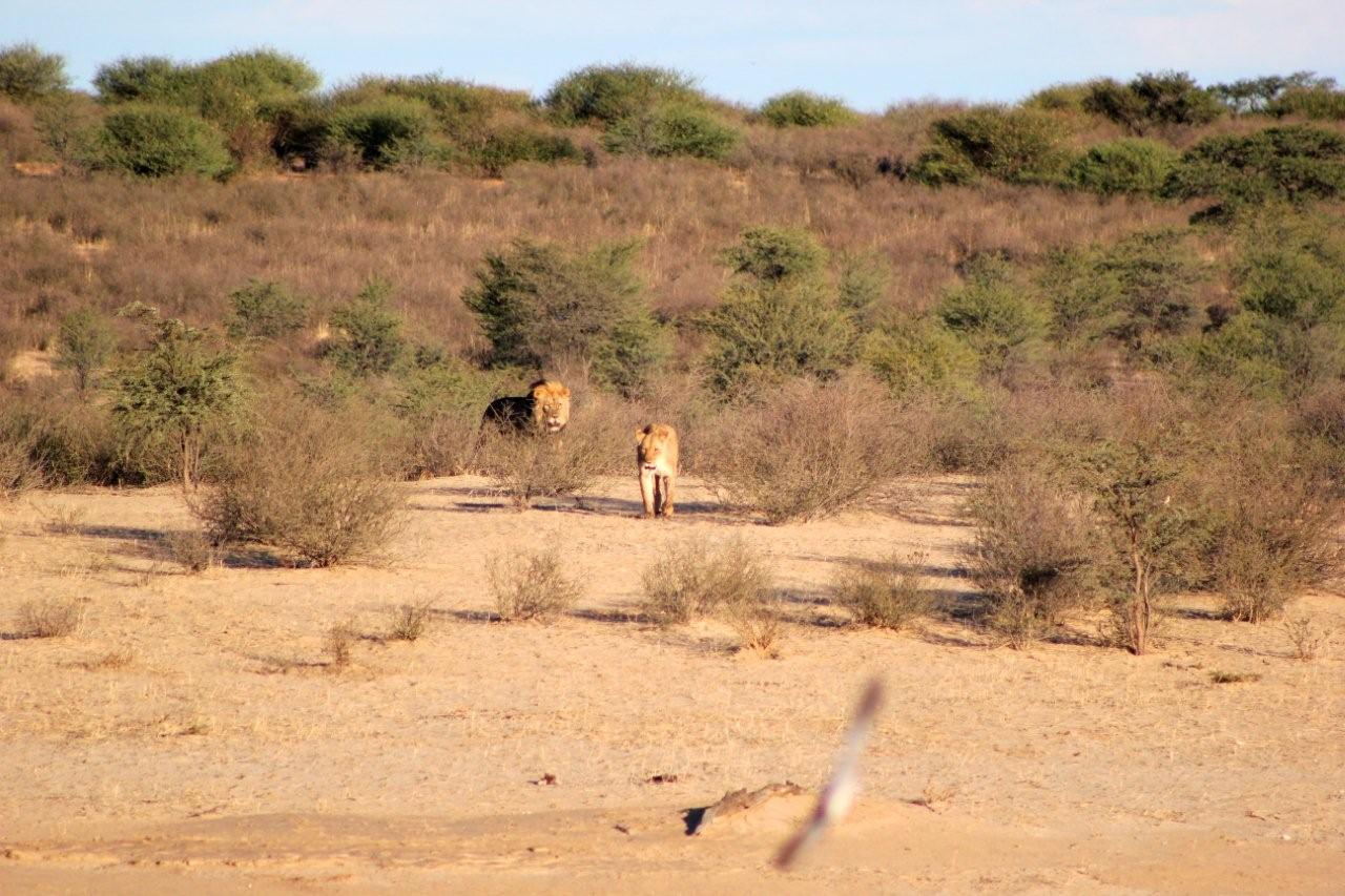 From the hide at Nossob camp