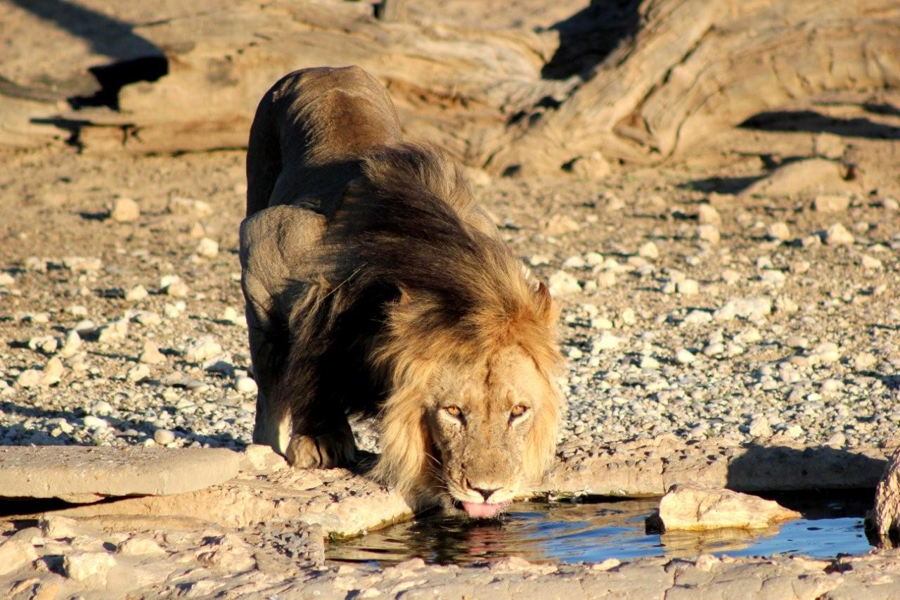 From the hide at Nossob camp