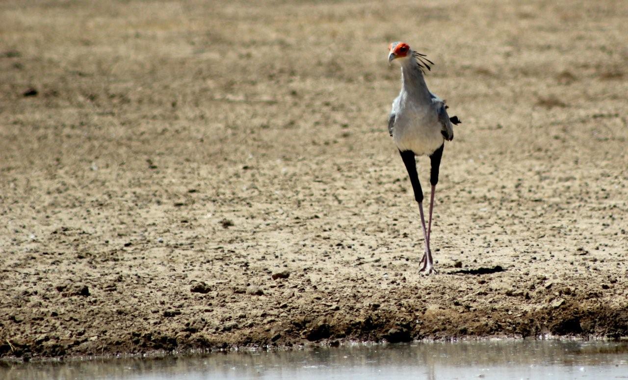Kwang waterhole
