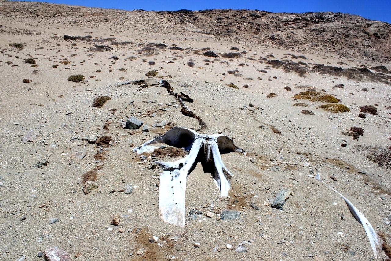 Whale skeleton