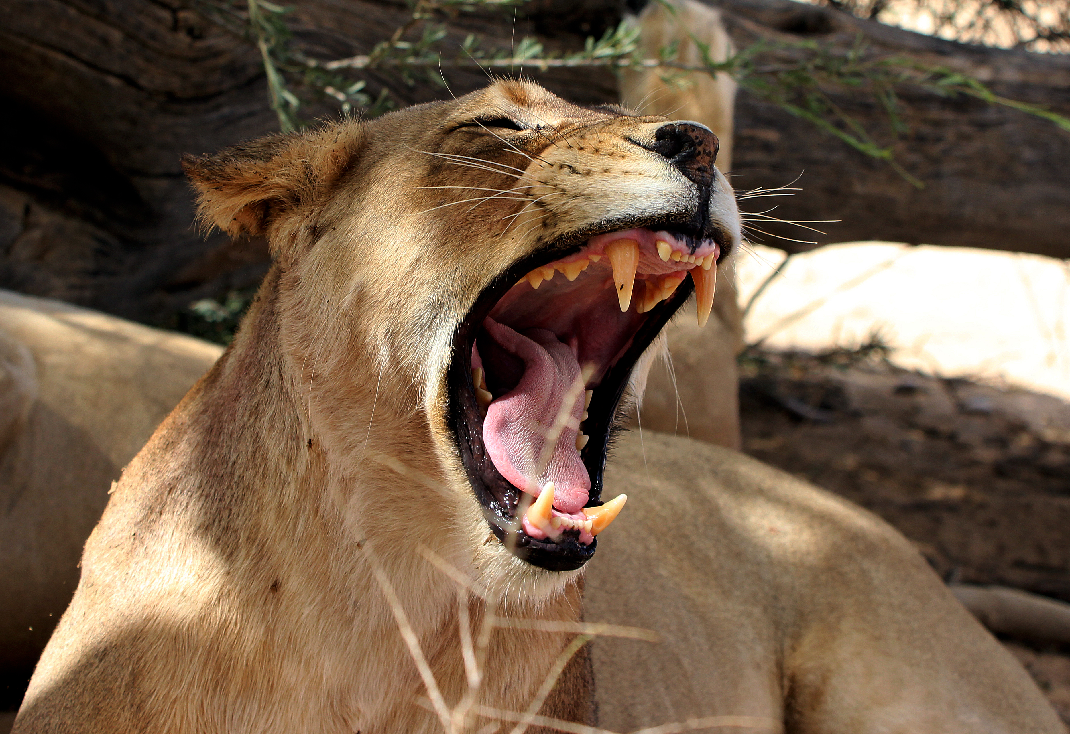 This lioness next to the road close to Polentswa