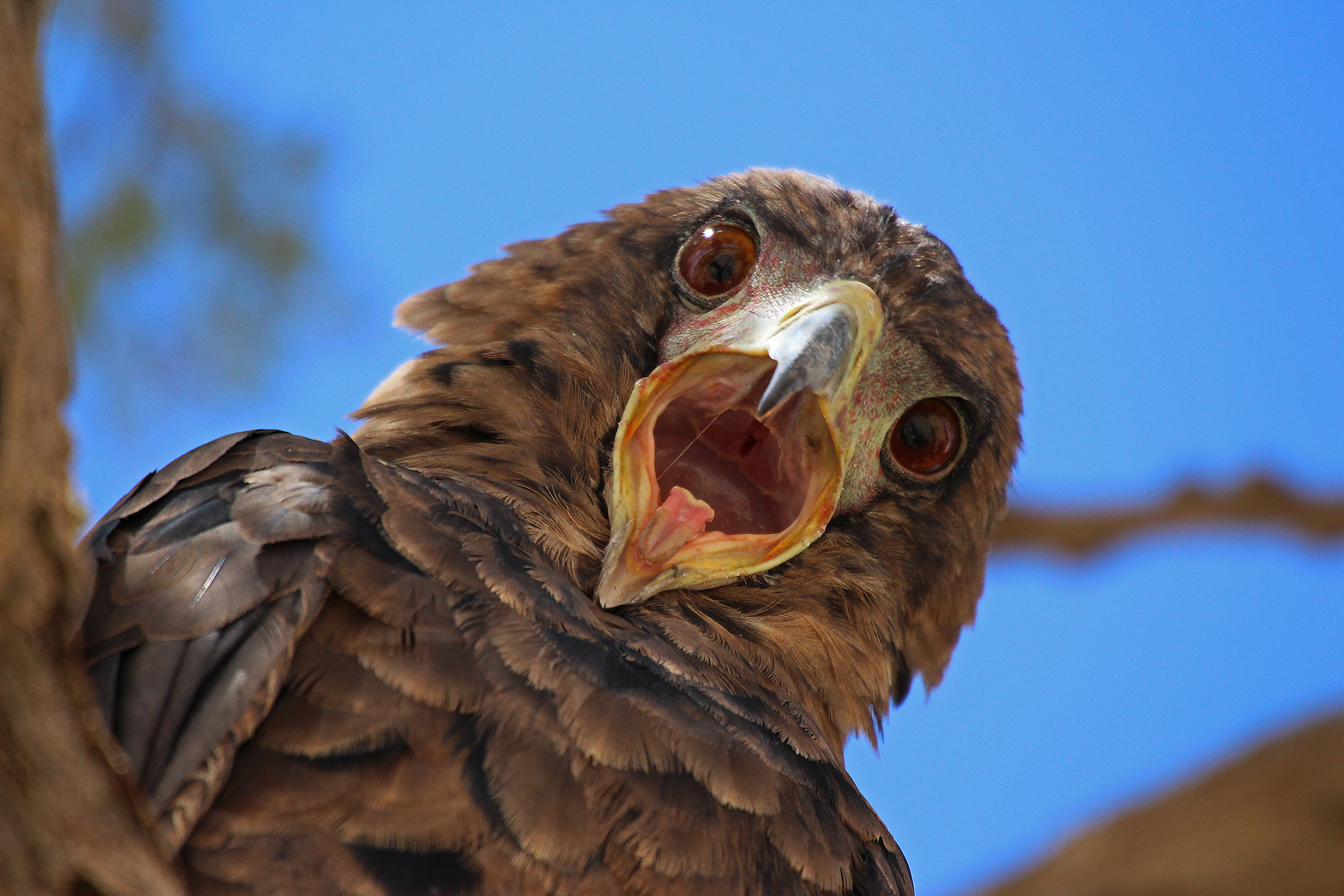 Juvenile Bateleur at Polentswa waterhole.