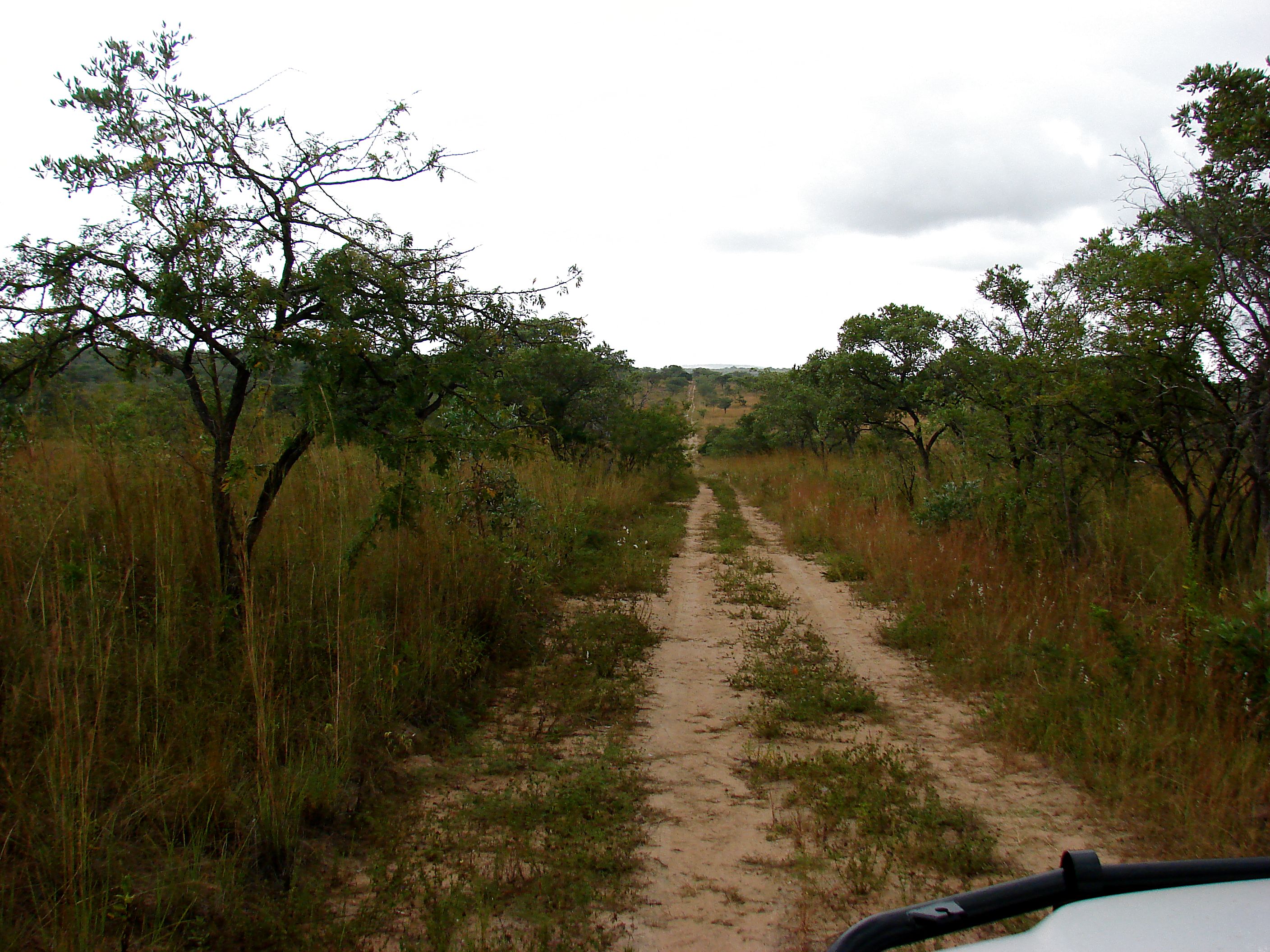 kruger maart 2015 t 141.JPG