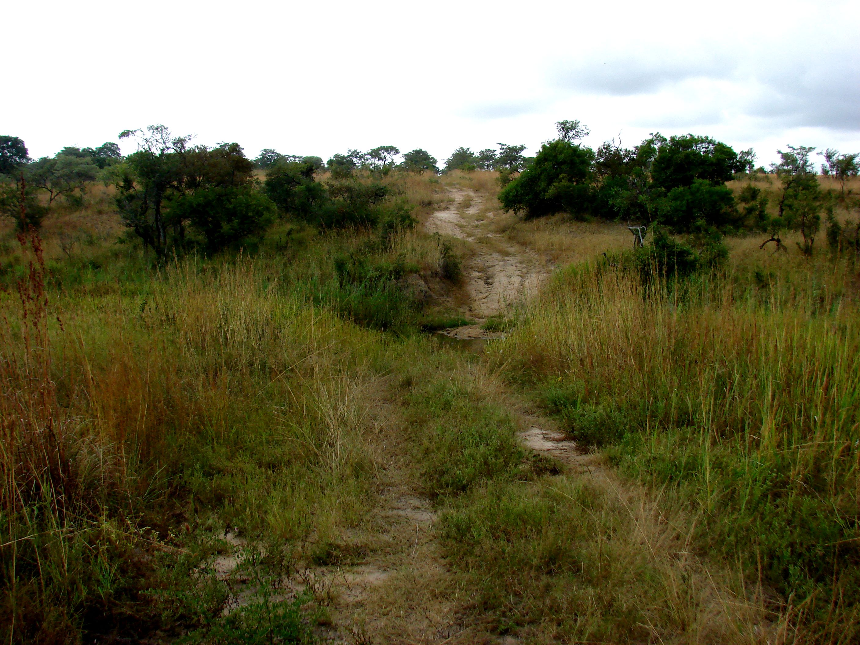kruger maart 2015 t 143.JPG