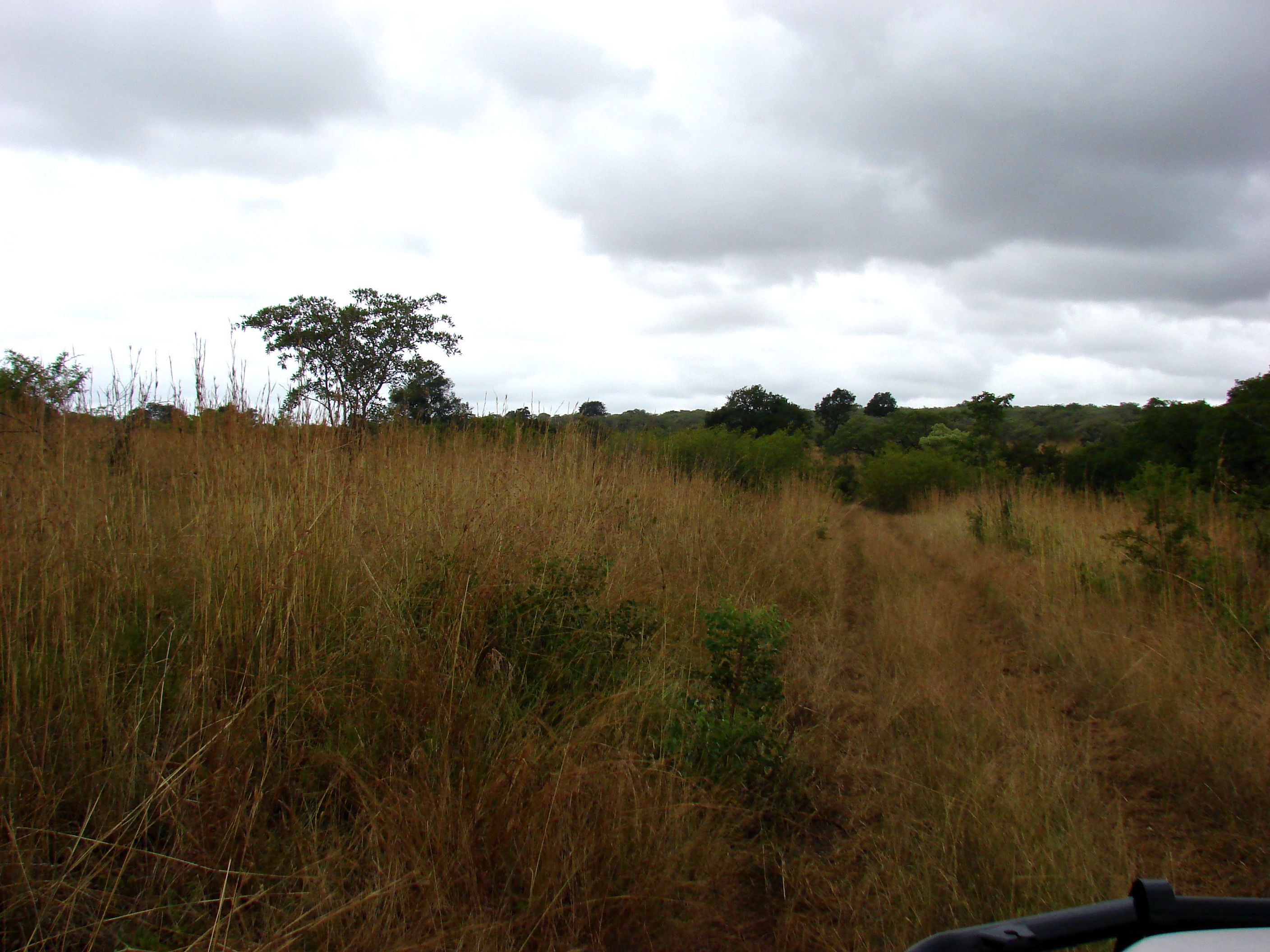 kruger maart 2015 t 145.JPG