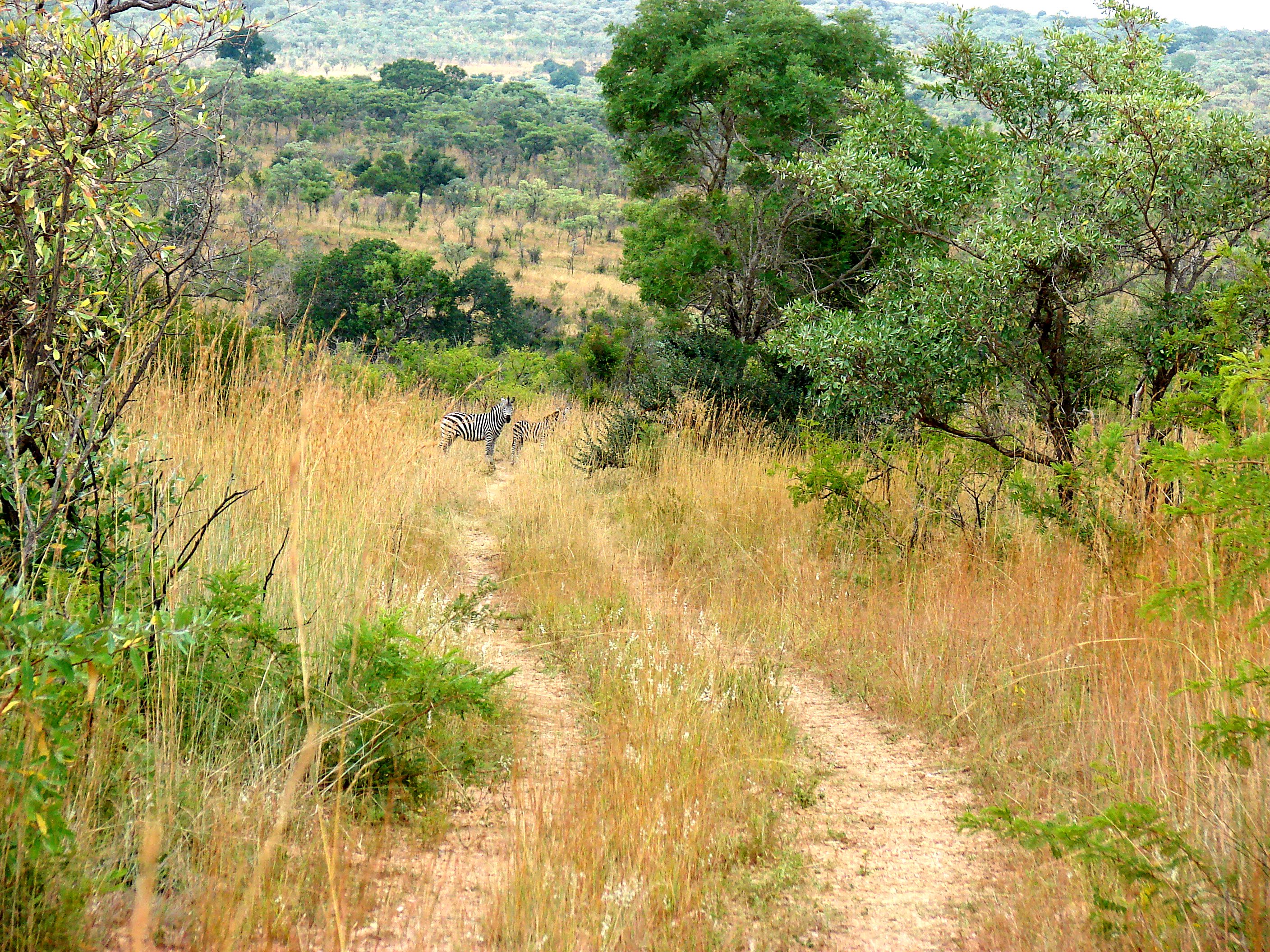 kruger maart 2015 t 148.JPG