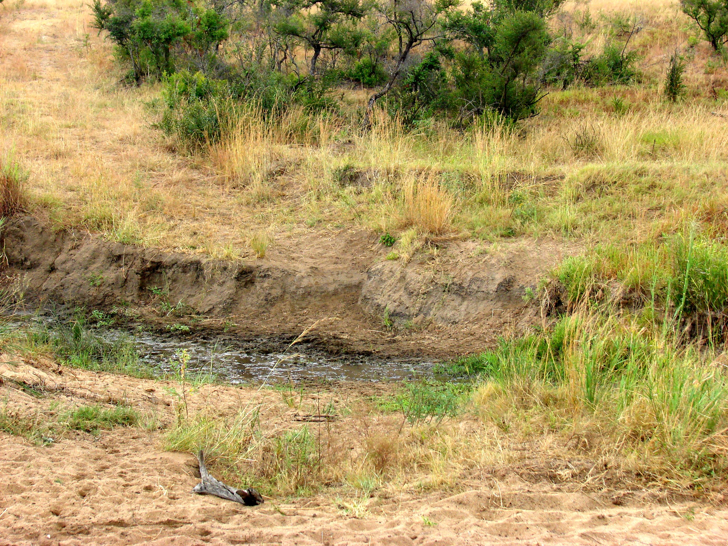 kruger maart 2015 t 155.JPG