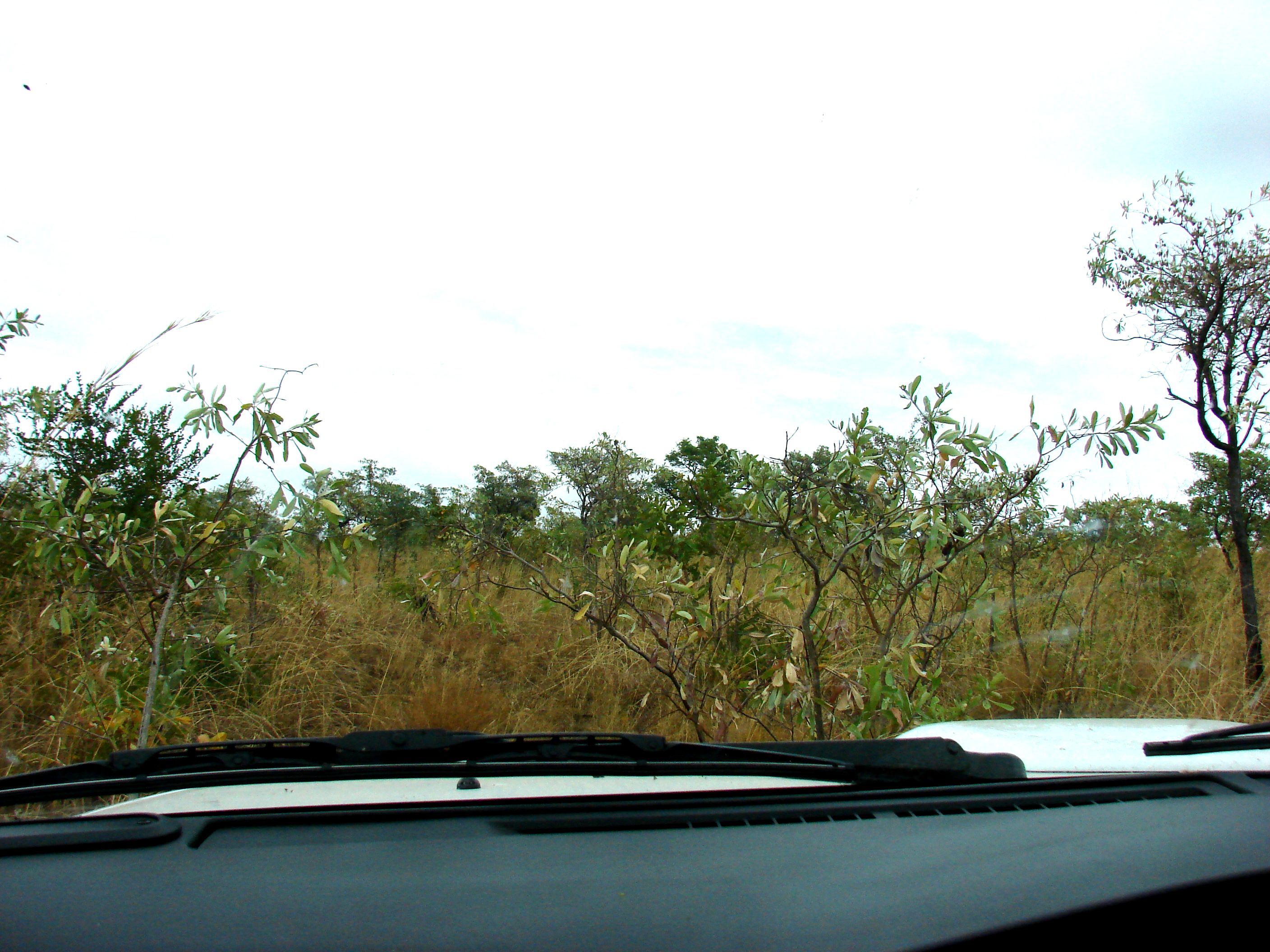 kruger maart 2015 t 161.JPG