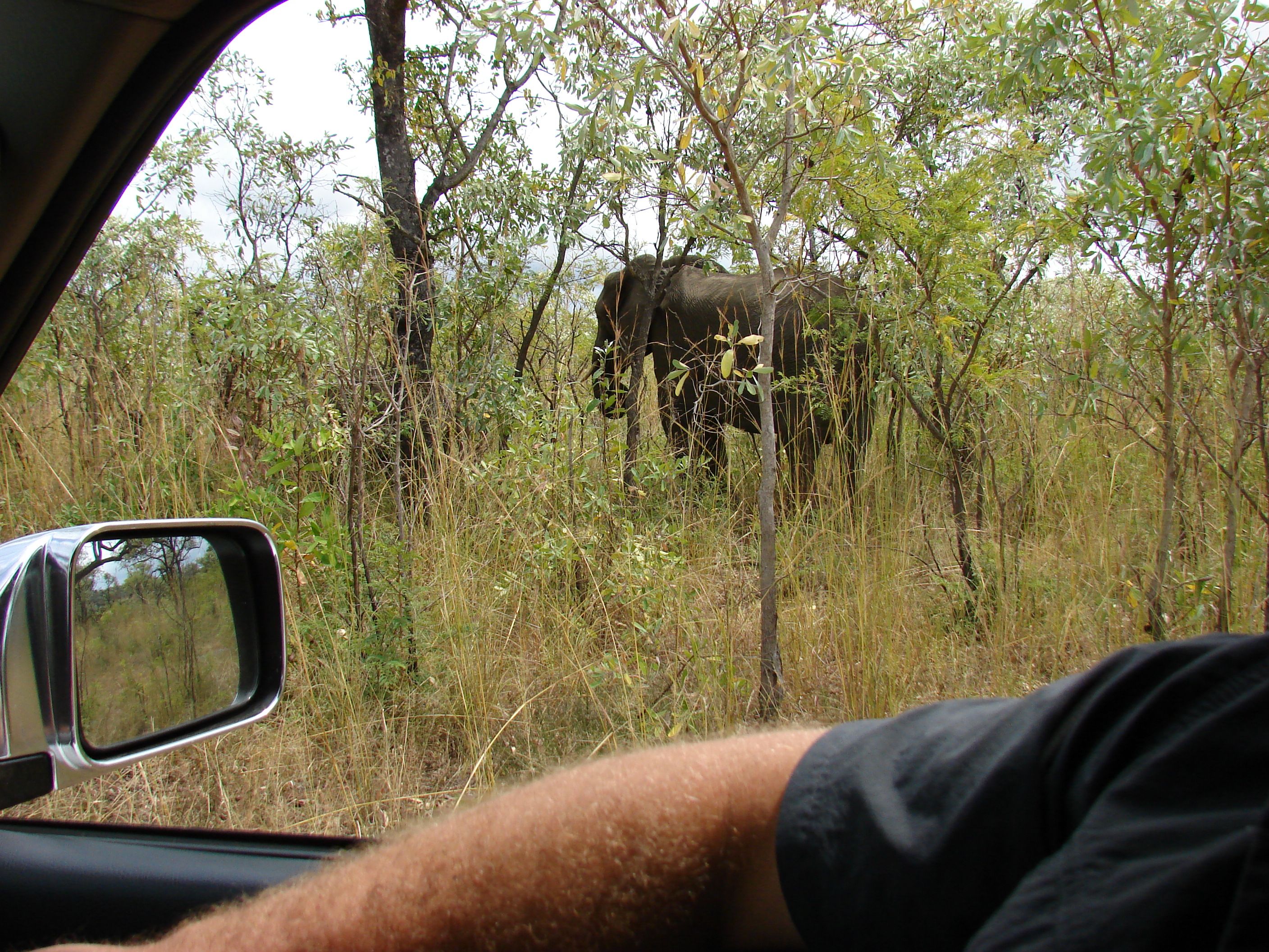 kruger maart 2015 t 172.JPG