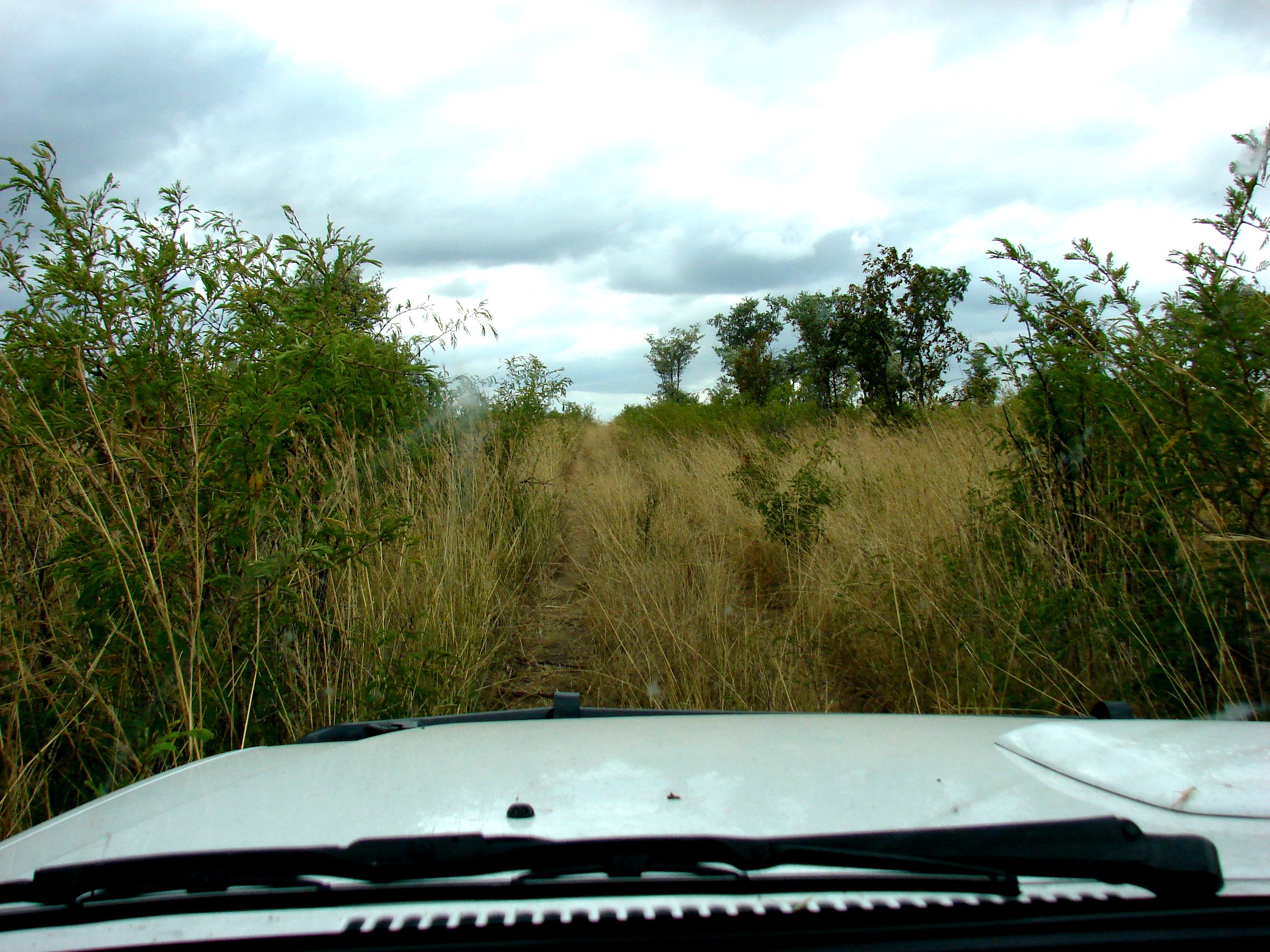 kruger maart 2015 t 205.JPG