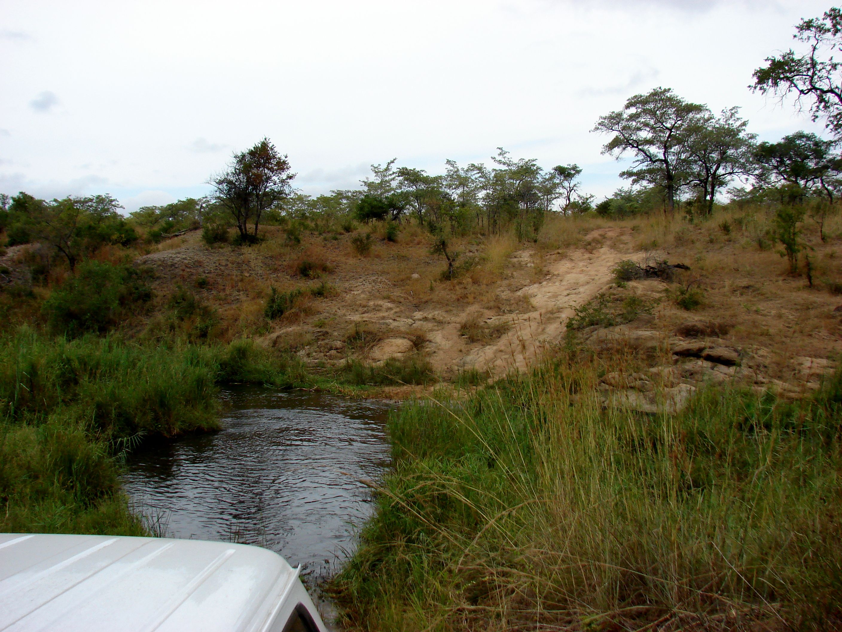 kruger maart 2015 t 231.JPG