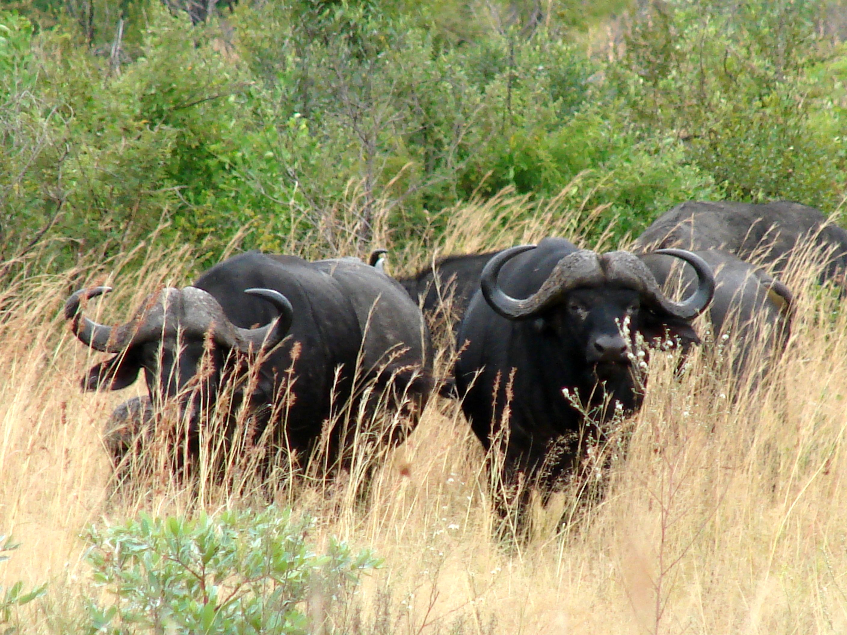 kruger maart 2015 t 233.JPG