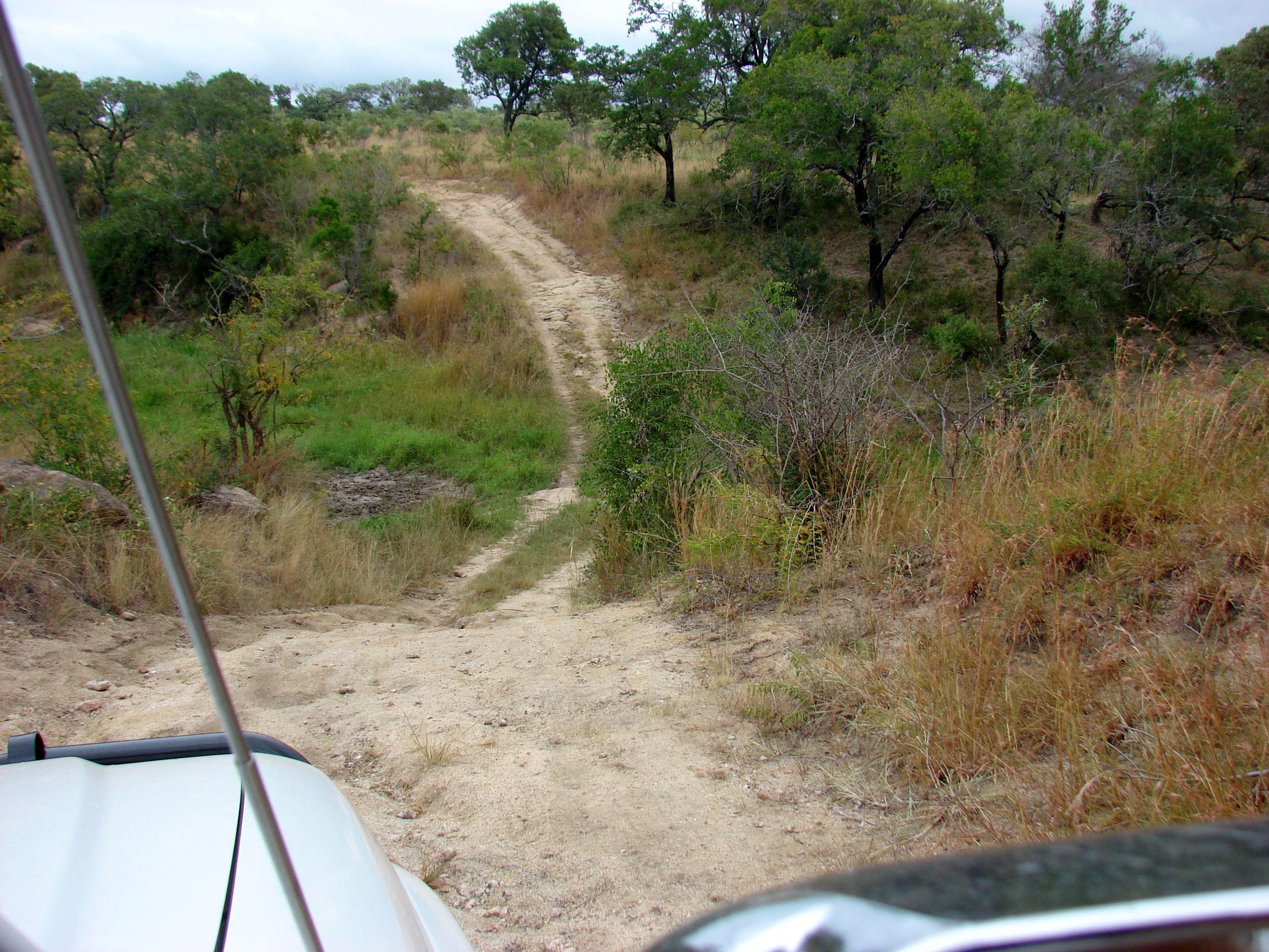 kruger maart 2015 t 252.JPG