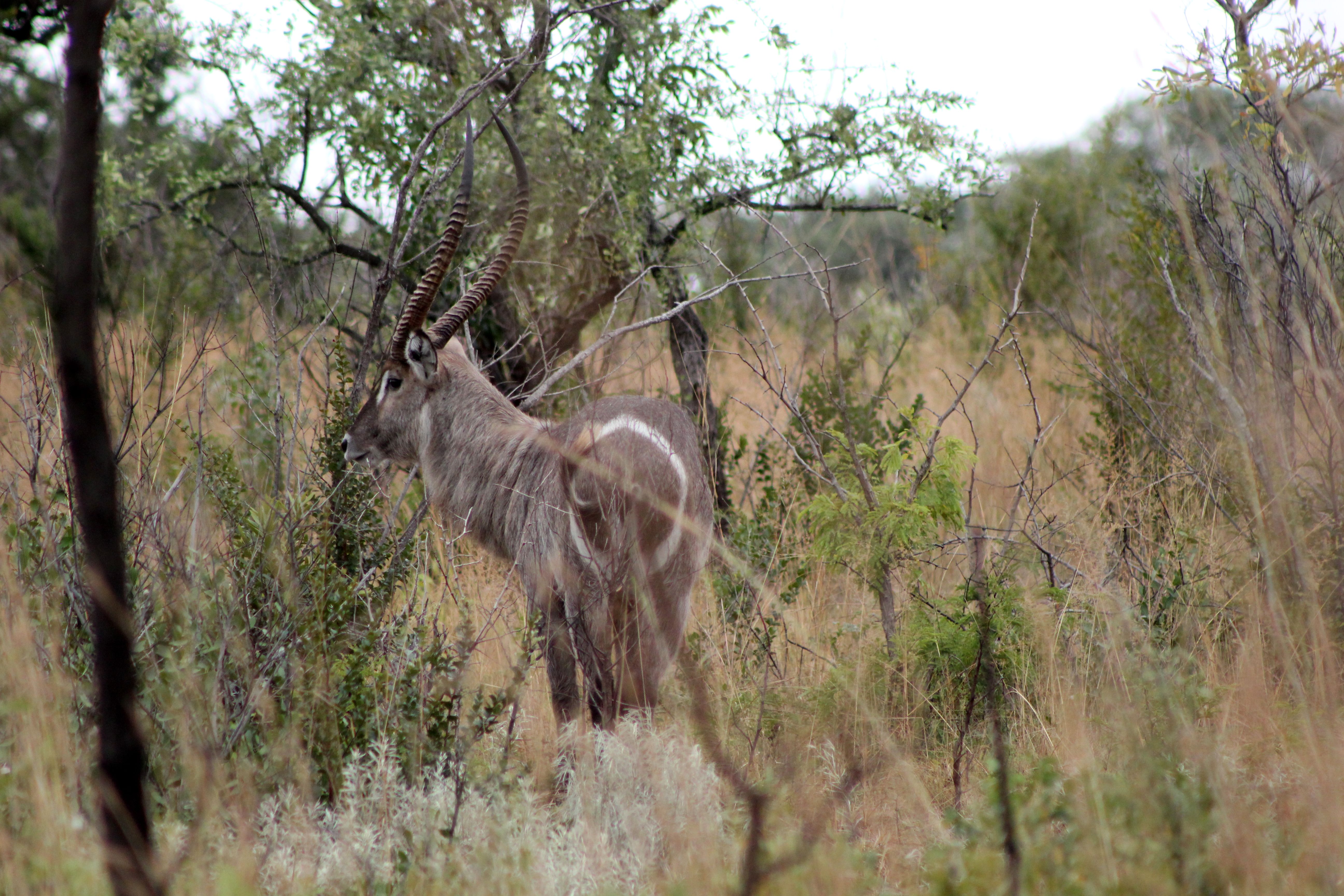 kruger maart 2015 j 194.JPG