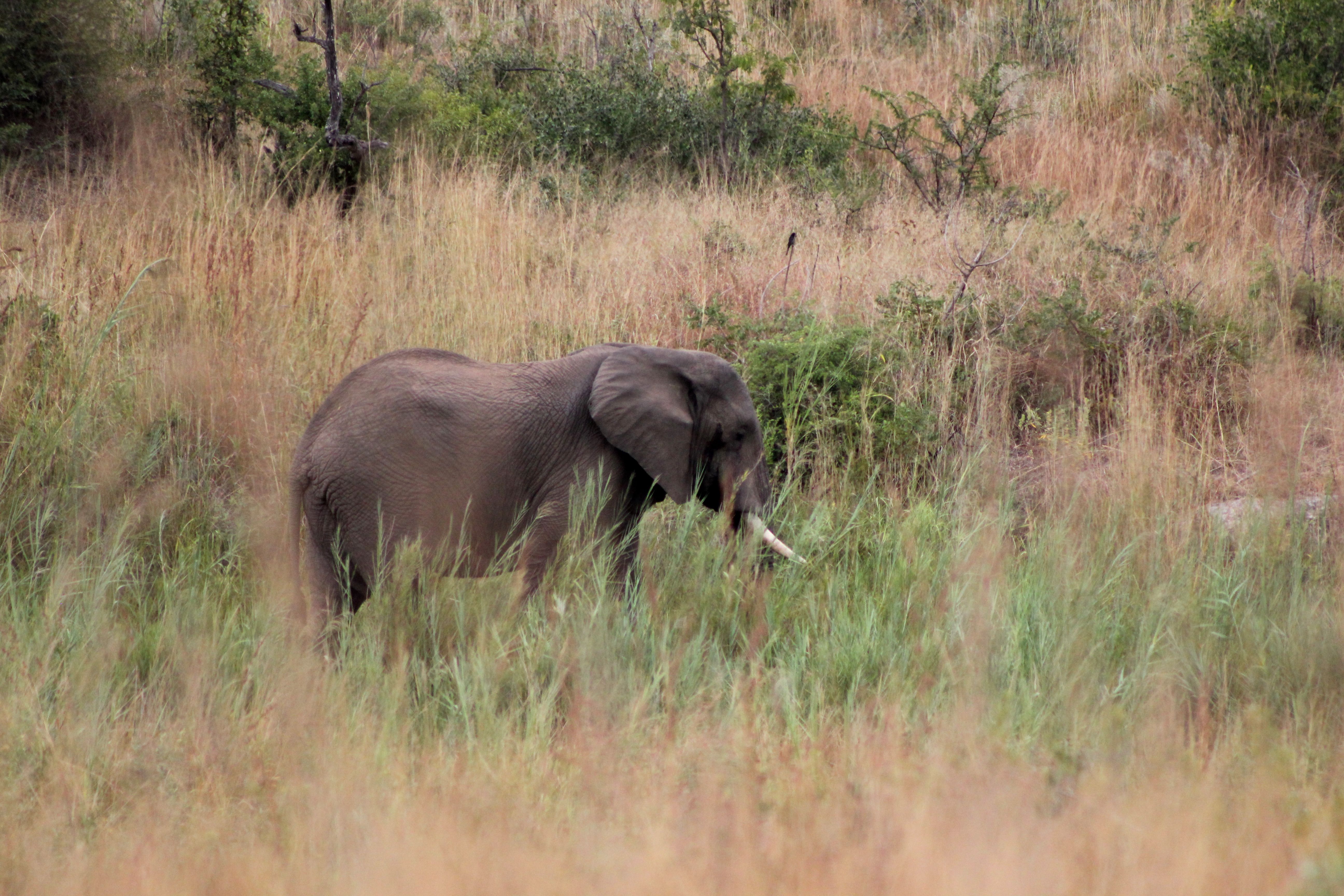 kruger maart 2015 j 197.JPG