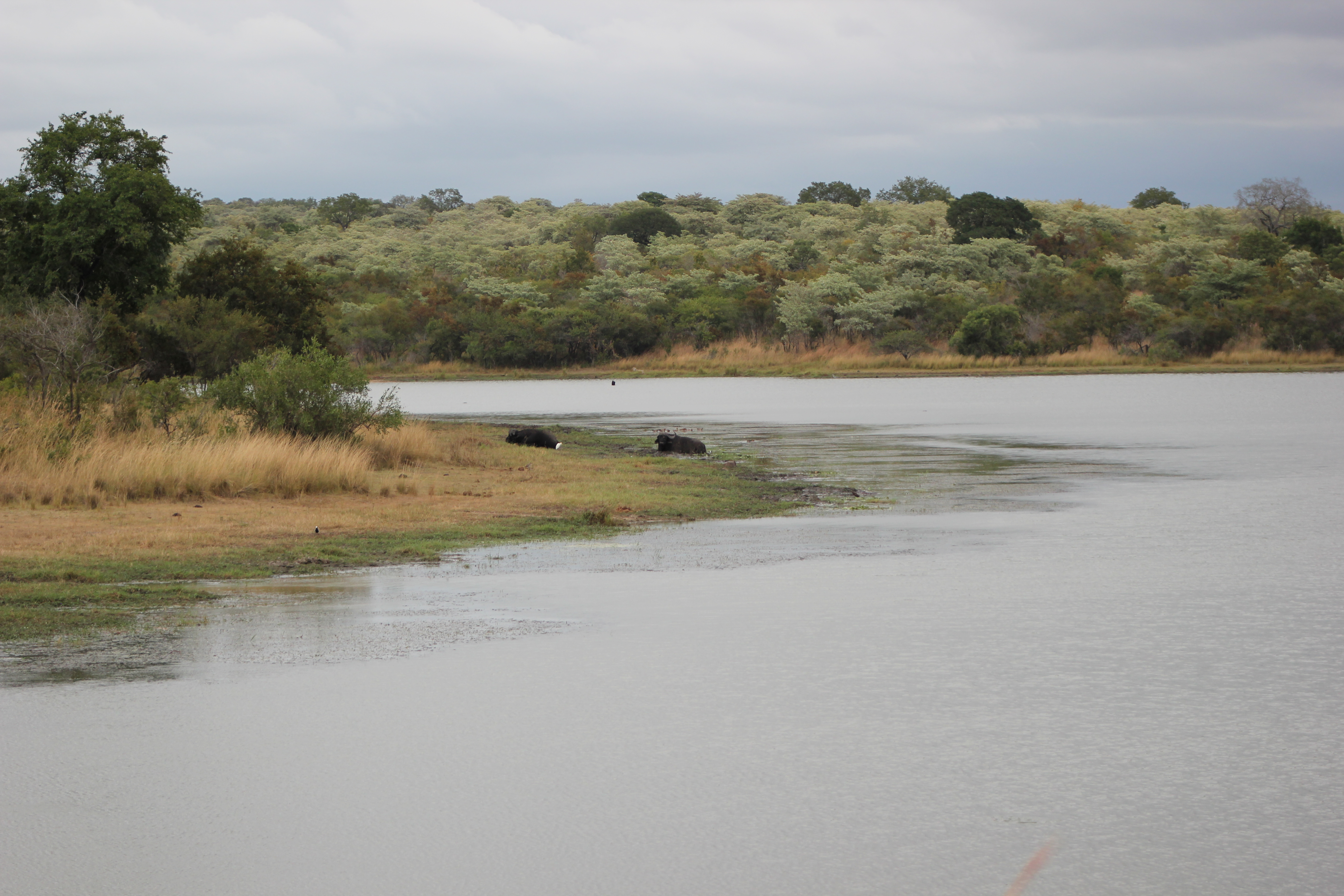 kruger maart 2015 j 206.JPG