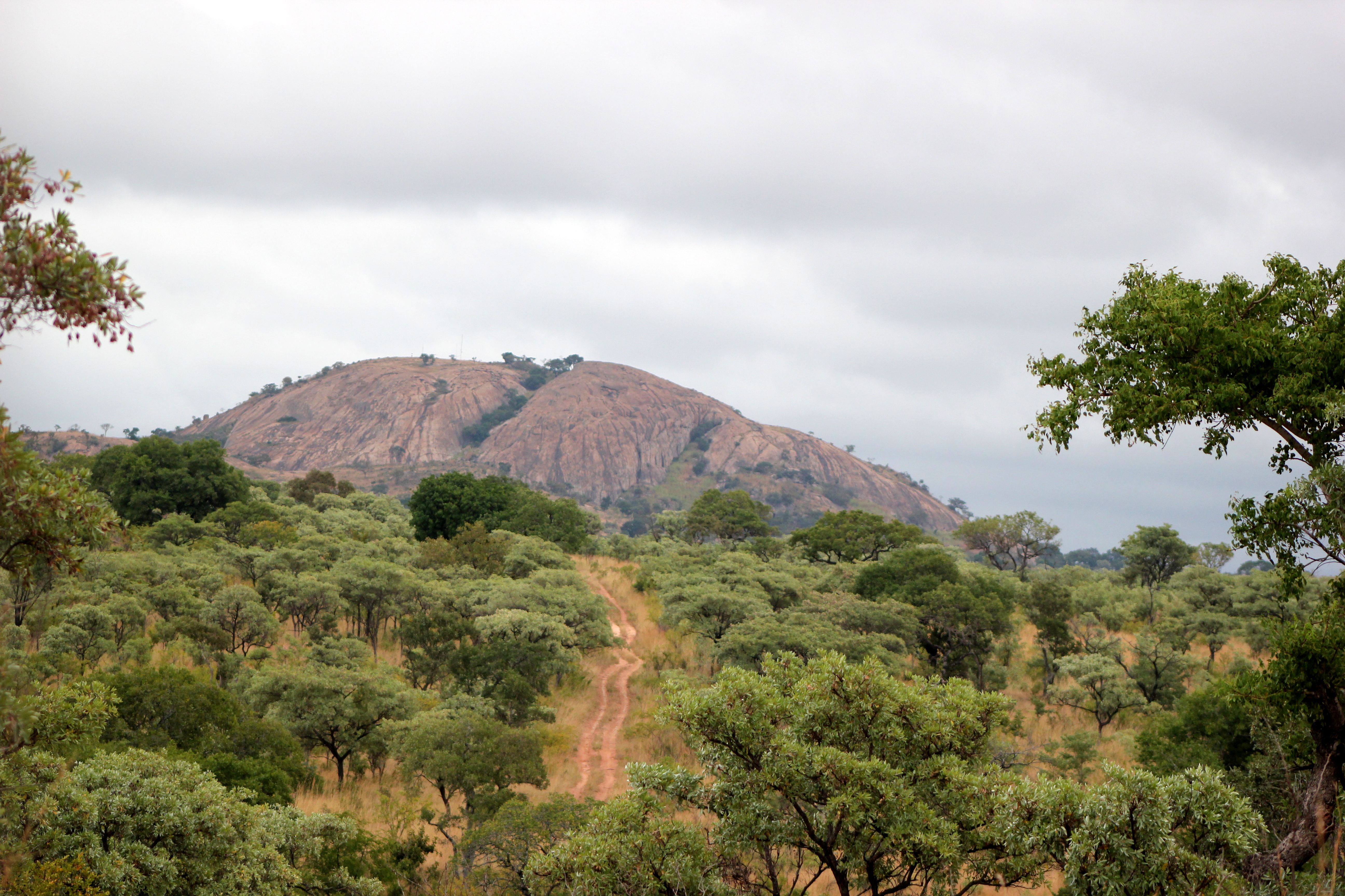 kruger maart 2015 j 215.JPG