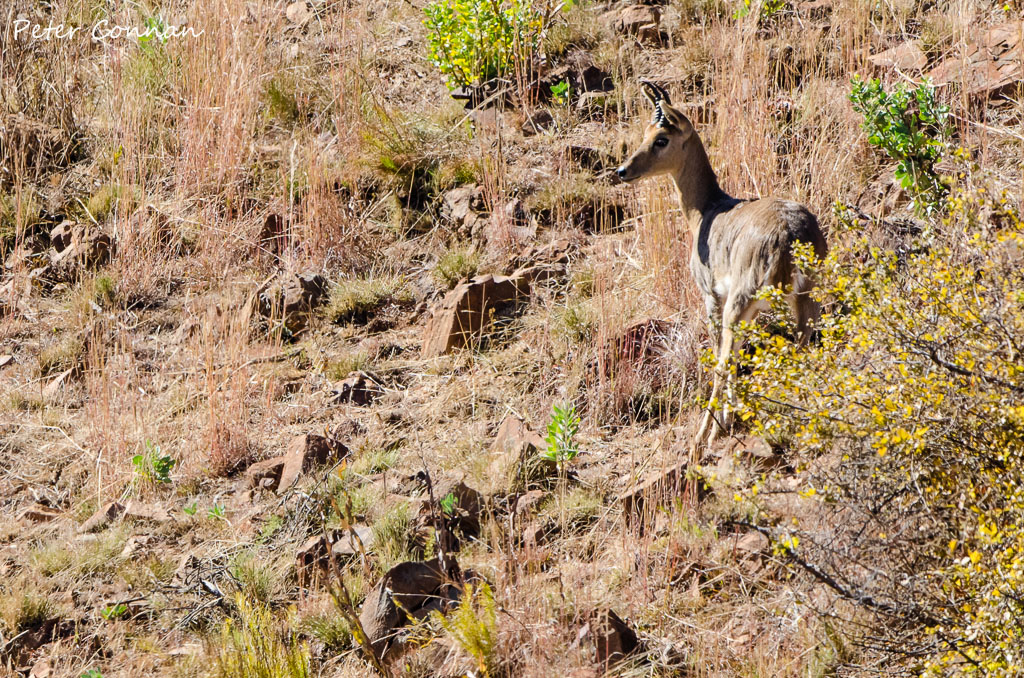 Reedbuck1ODP.jpg