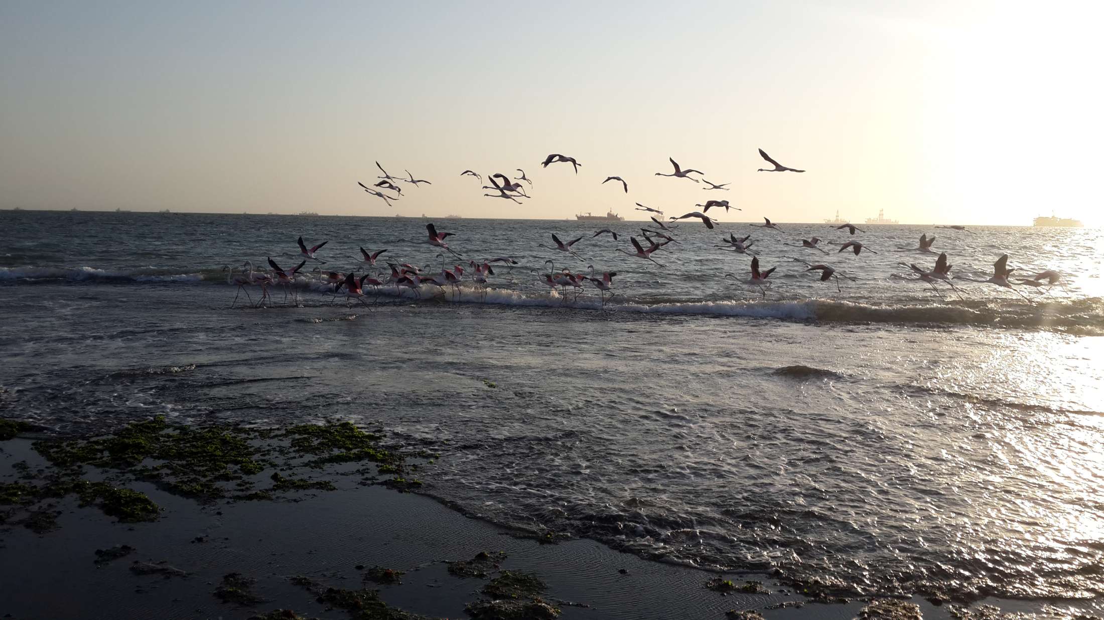 Flamingos