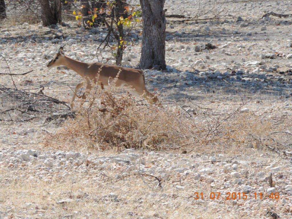 Etosha-Okaukeujo-Halali-Namutoni 010.jpg