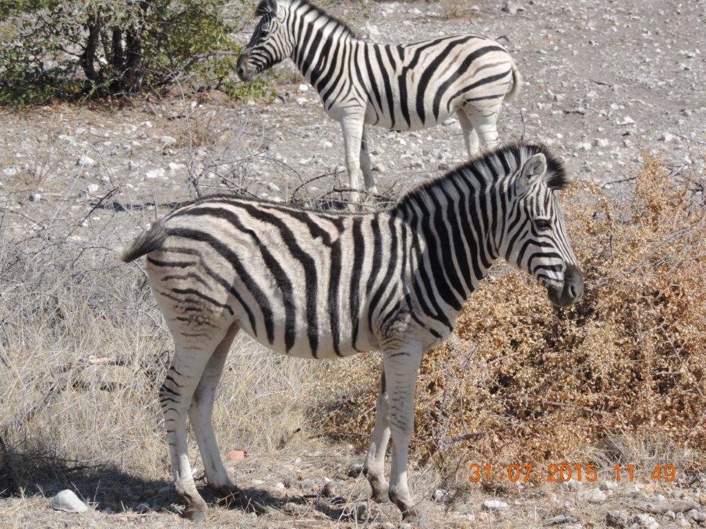 Etosha-Okaukeujo-Halali-Namutoni 016.jpg