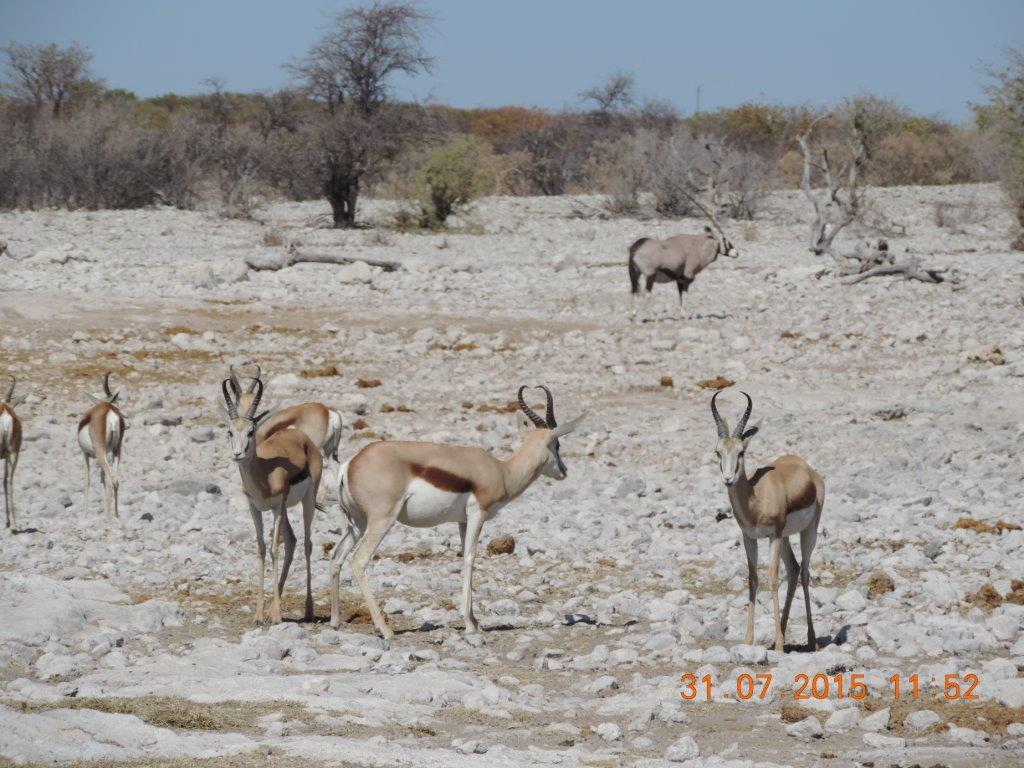 Etosha-Okaukeujo-Halali-Namutoni 017.jpg