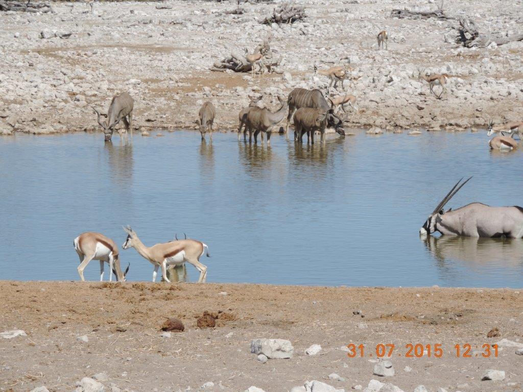 Etosha-Okaukeujo-Halali-Namutoni 032.jpg