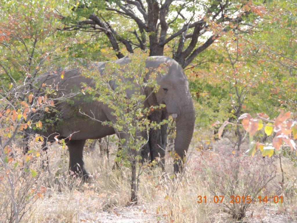 Etosha-Okaukeujo-Halali-Namutoni 052.jpg