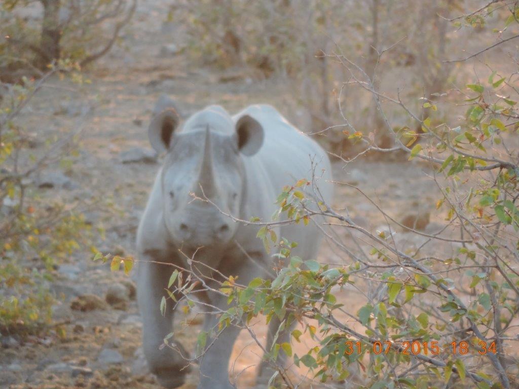 Etosha-Okaukeujo-Halali-Namutoni 105.jpg