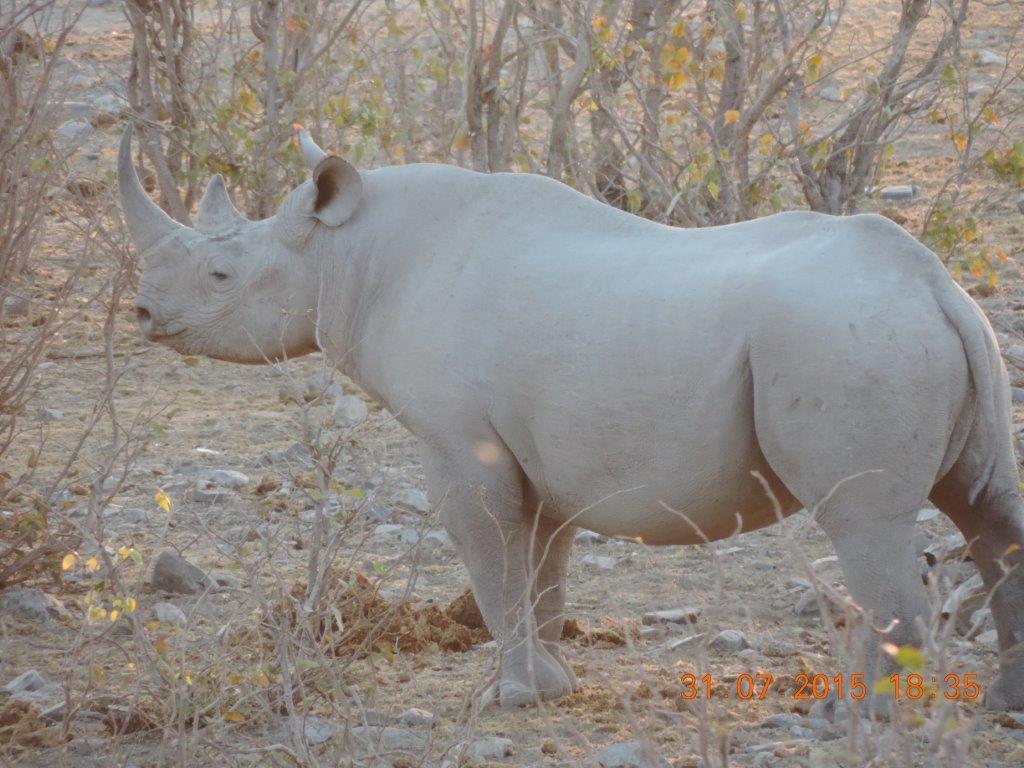 Etosha-Okaukeujo-Halali-Namutoni 108.jpg