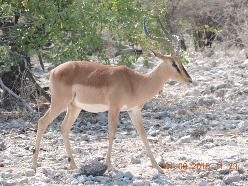 Etosha-Okaukeujo-Halali-Namutoni 136.jpg