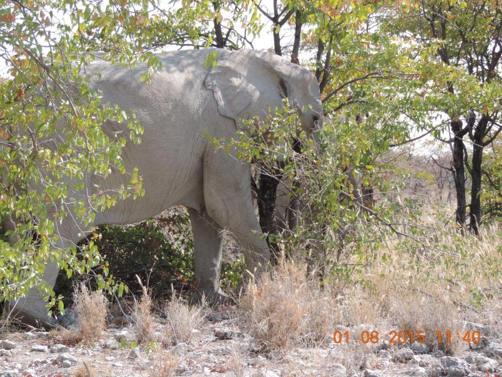 Etosha-Okaukeujo-Halali-Namutoni 144.jpg