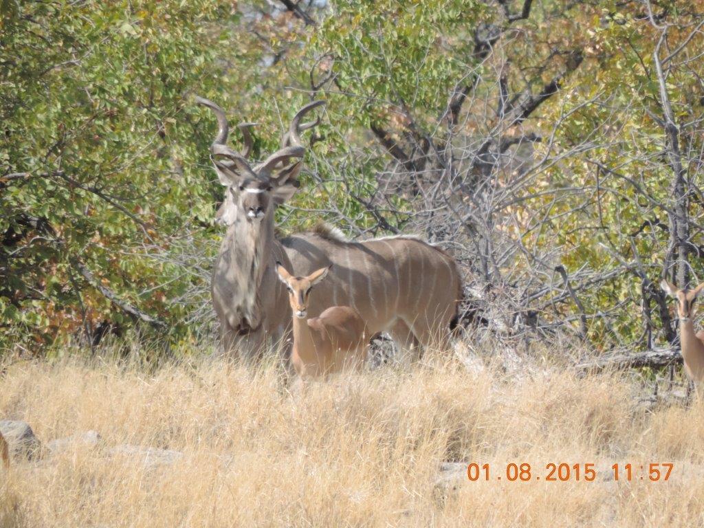 Etosha-Okaukeujo-Halali-Namutoni 146.jpg