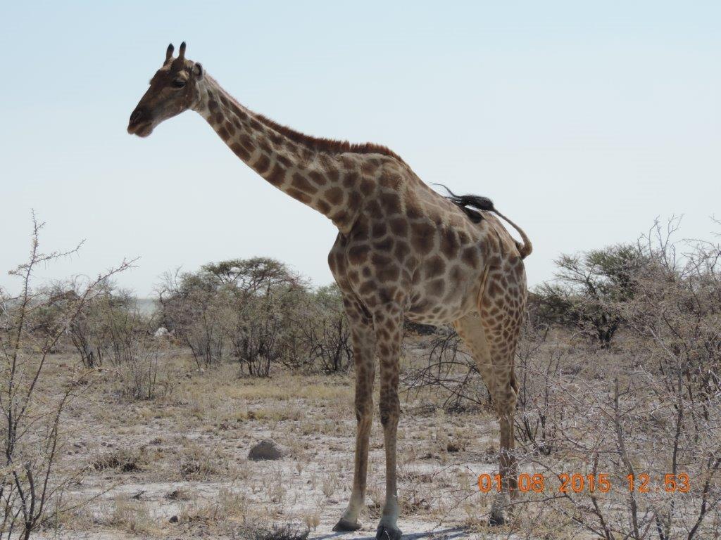 Etosha-Okaukeujo-Halali-Namutoni 161.jpg