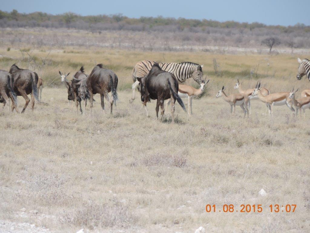 Etosha-Okaukeujo-Halali-Namutoni 171.jpg