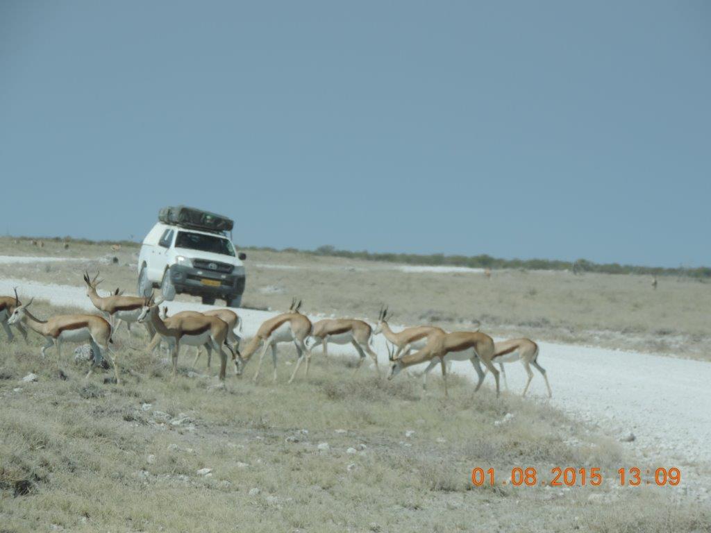 Etosha-Okaukeujo-Halali-Namutoni 175.jpg