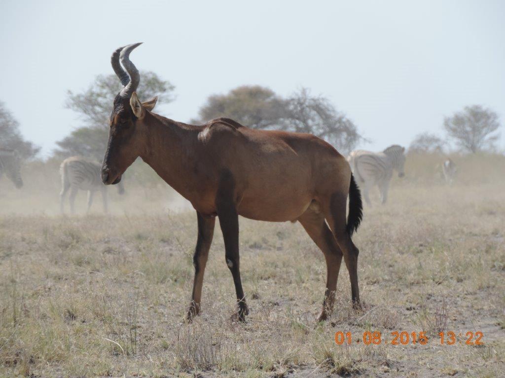 Etosha-Okaukeujo-Halali-Namutoni 185.jpg