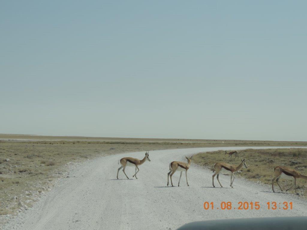 Etosha-Okaukeujo-Halali-Namutoni 188.jpg