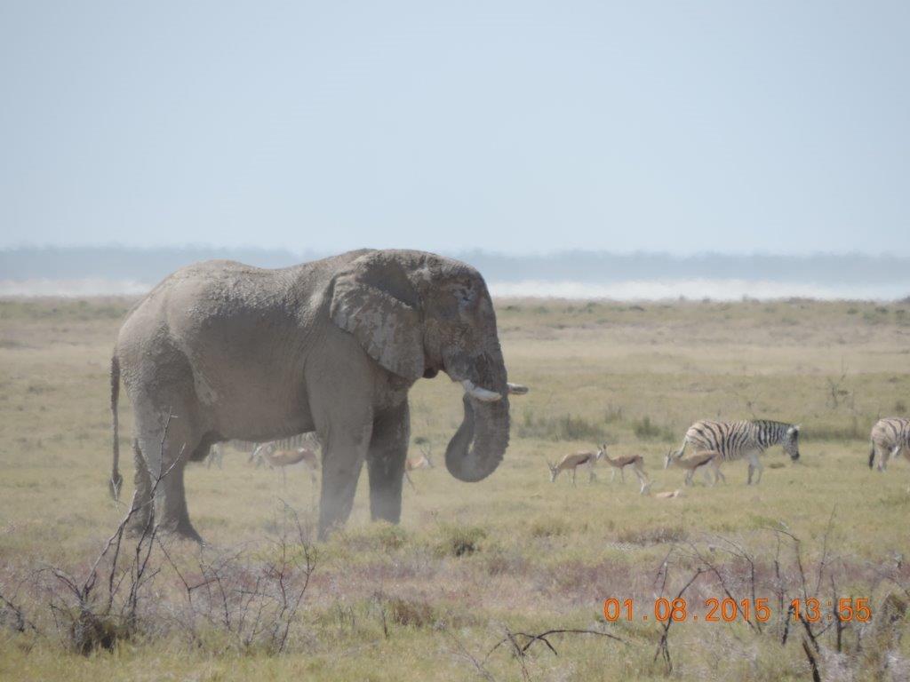Etosha-Okaukeujo-Halali-Namutoni 191.jpg