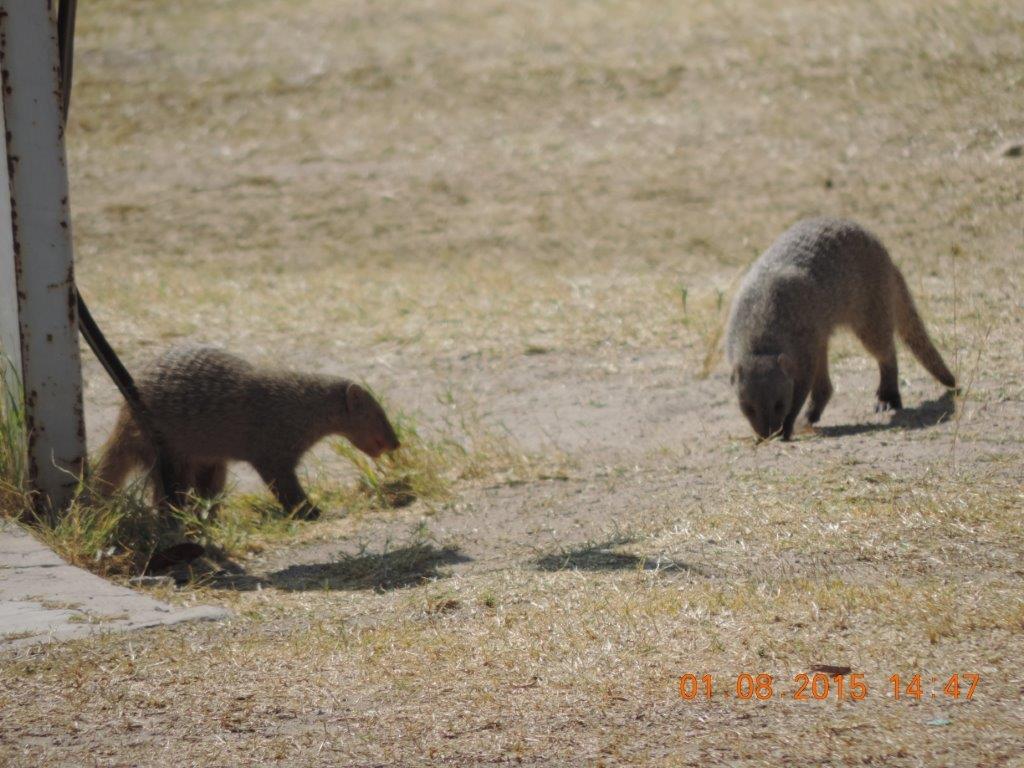 Etosha-Okaukeujo-Halali-Namutoni 198.jpg