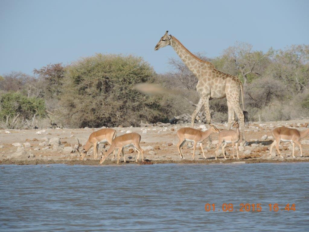 Etosha-Okaukeujo-Halali-Namutoni 211.jpg