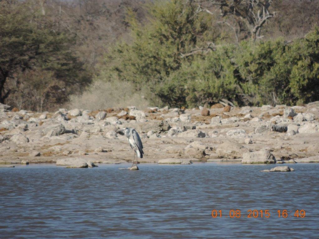 Etosha-Okaukeujo-Halali-Namutoni 213.jpg