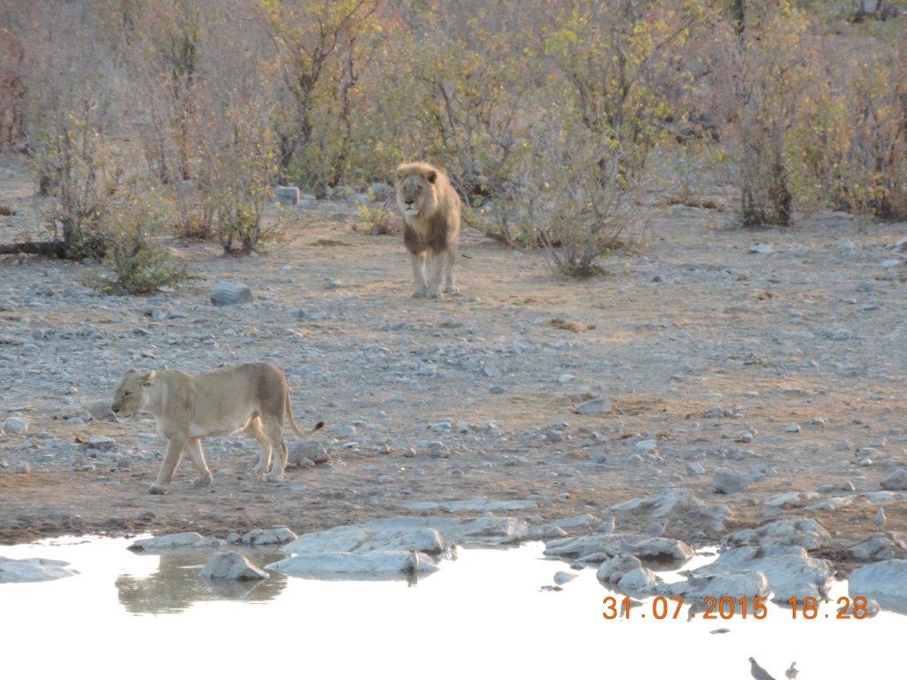 Etosha-Okaukeujo-Halali-Namutoni 086.jpg