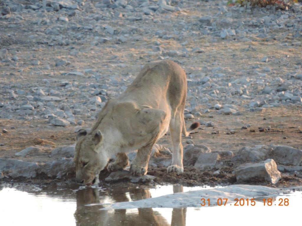 Etosha-Okaukeujo-Halali-Namutoni 087.jpg