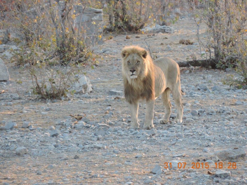 Etosha-Okaukeujo-Halali-Namutoni 090.jpg