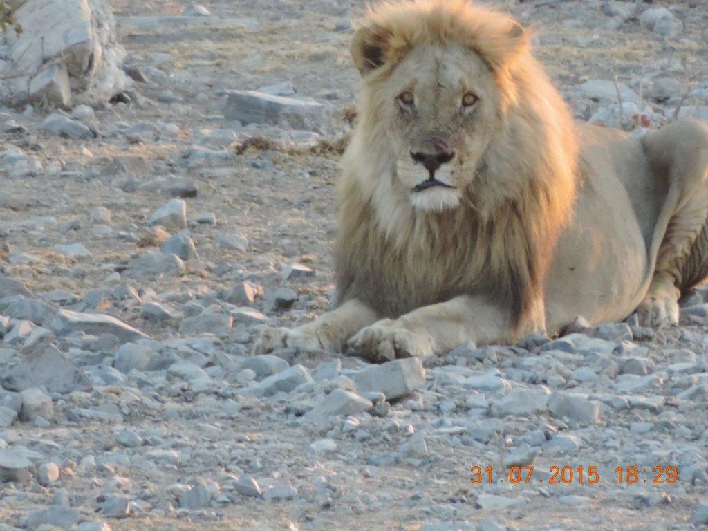 Etosha-Okaukeujo-Halali-Namutoni 093.jpg