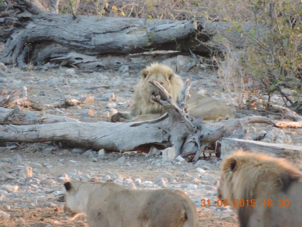 Etosha-Okaukeujo-Halali-Namutoni 097.jpg