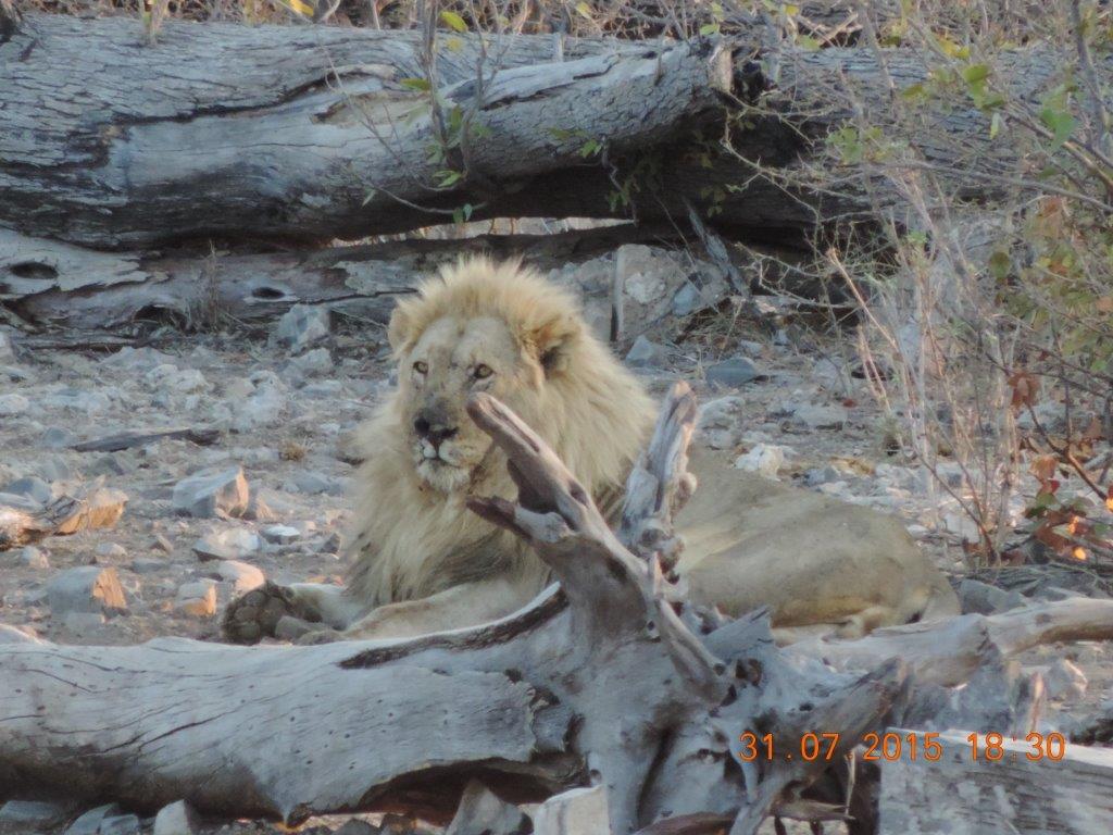 Etosha-Okaukeujo-Halali-Namutoni 098.jpg