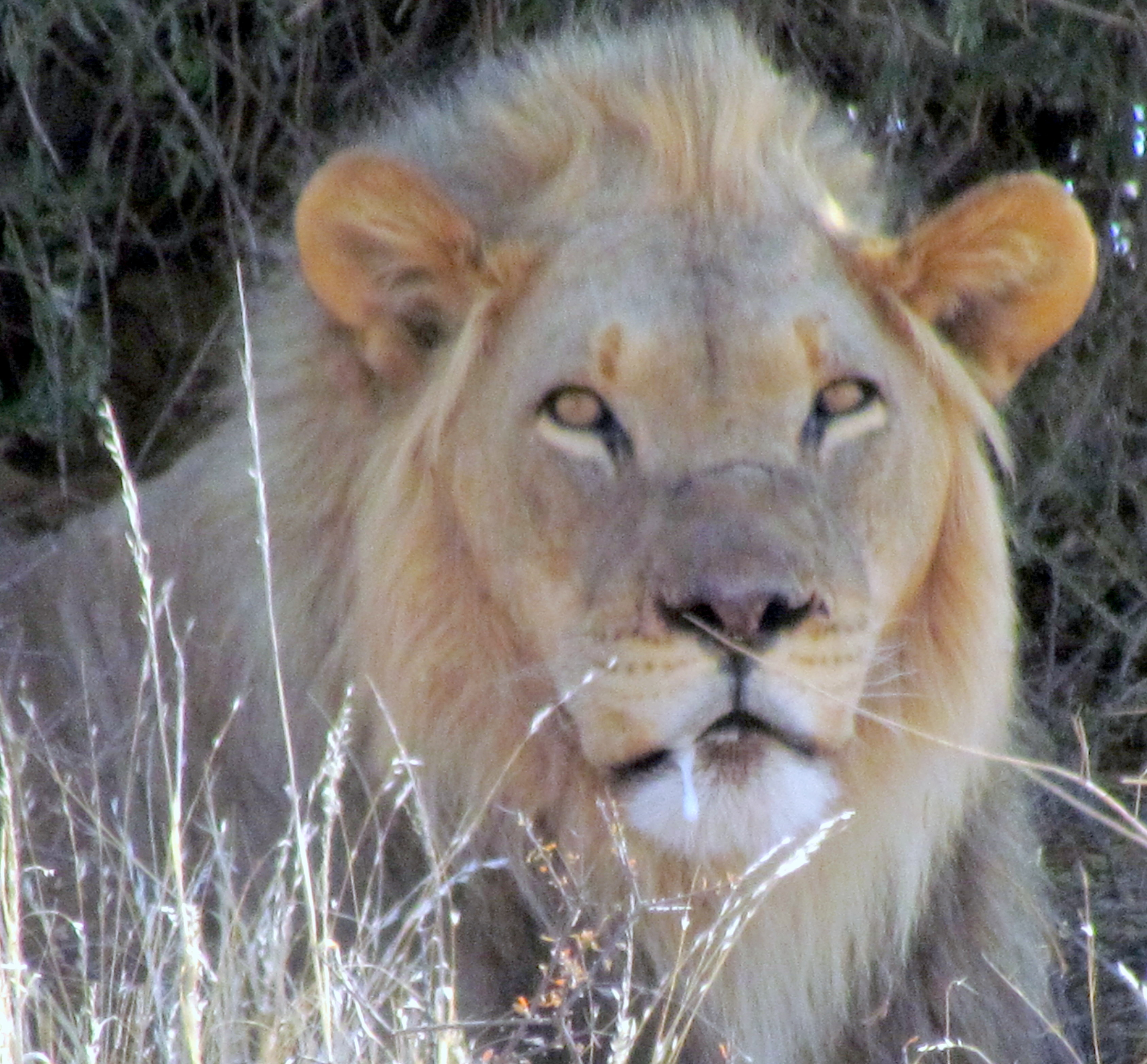 NOT Cecil, or Koos or Piet nor Jan .. just a Kalahari Lion