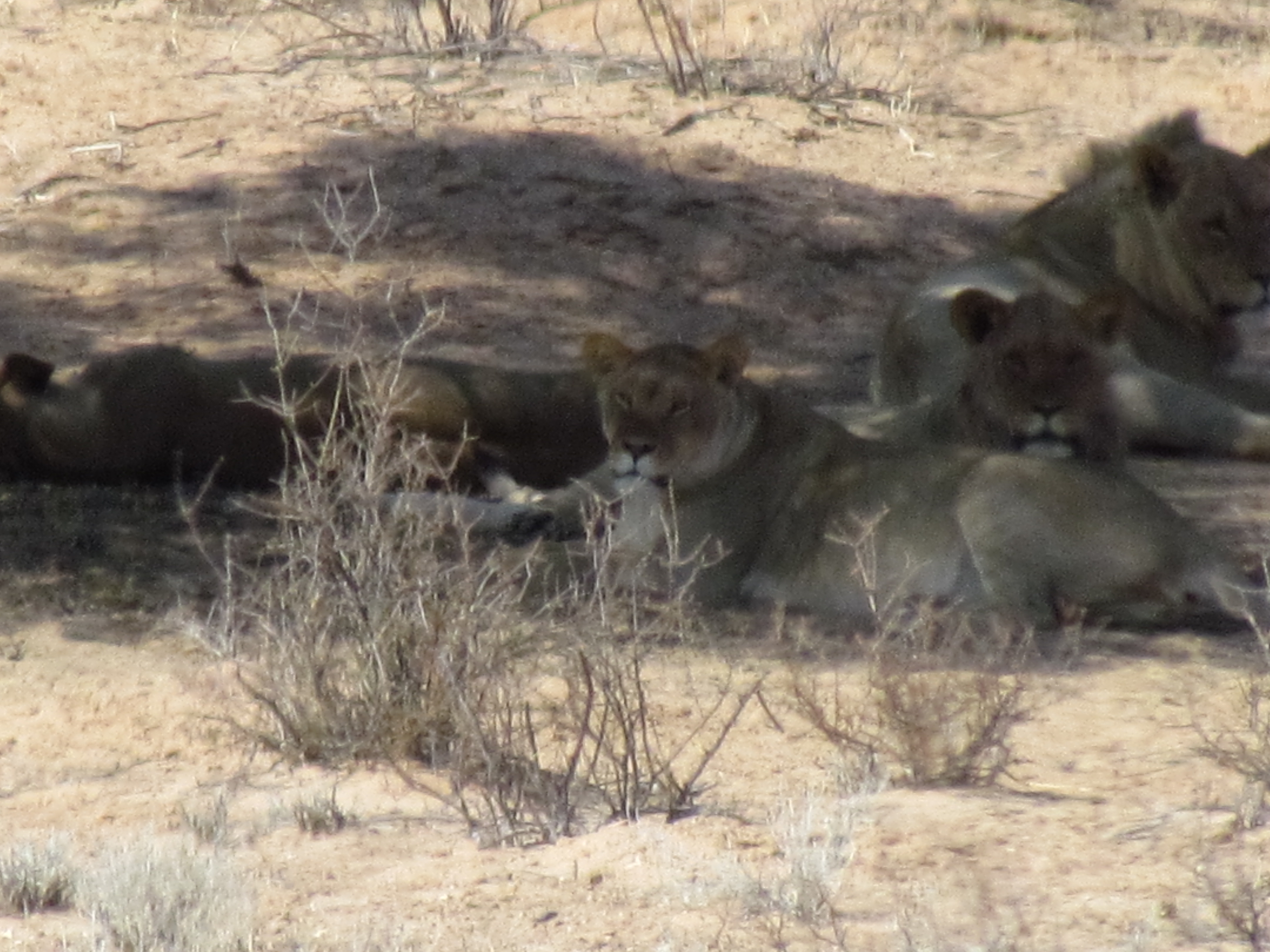 The extended family of King Leo